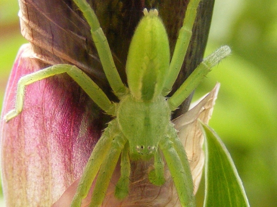 Micrommata virescens